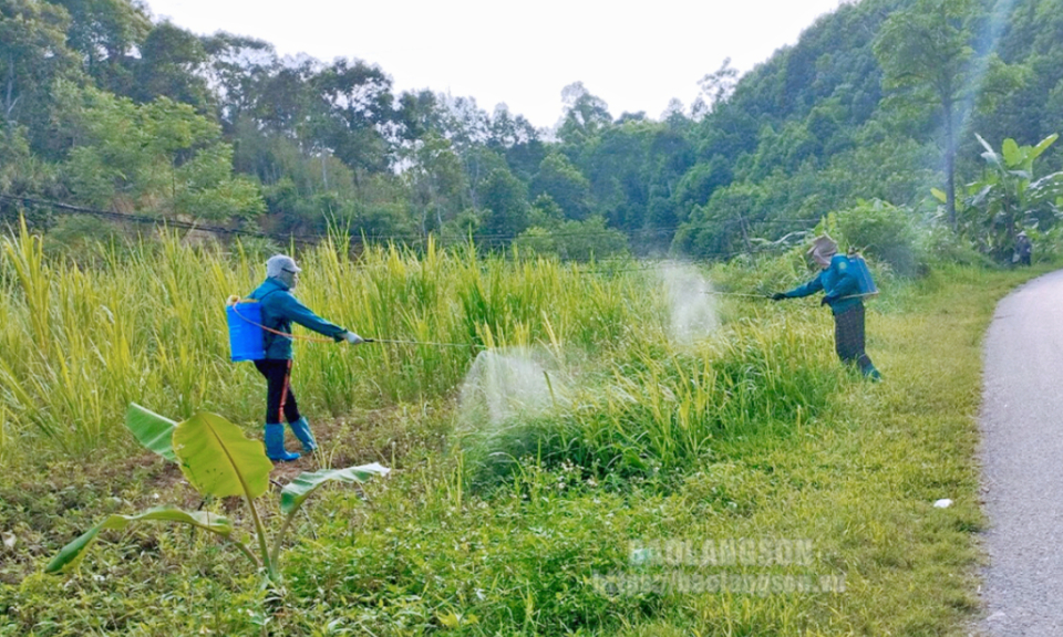 Diện tích nhiễm châu chấu tre lưng vàng cơ bản đã được phòng trừ