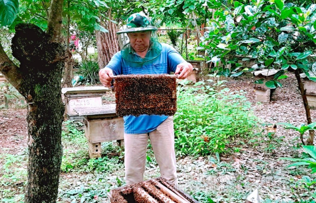 Mitglieder der Minh Tien Commune Fruit Tree Cooperative kontrollieren das Honigbienenvolk