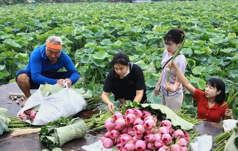 Người dân thu hoạch sen Hồ Tây.