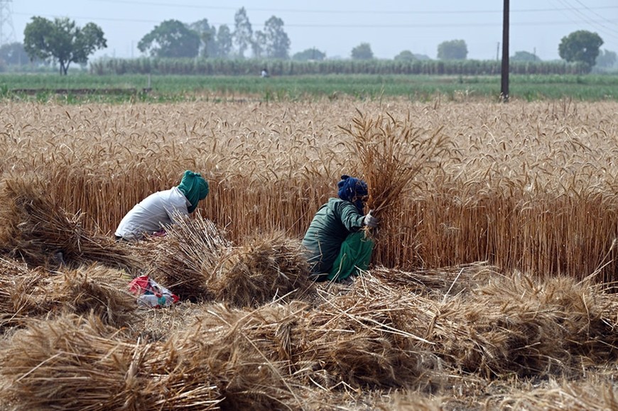 Nông dân thu hoạch lúa mì ở thành phố Ghaziabad, bang Uttar Pradesh, Ấn Độ. Ảnh: Bloomberg 