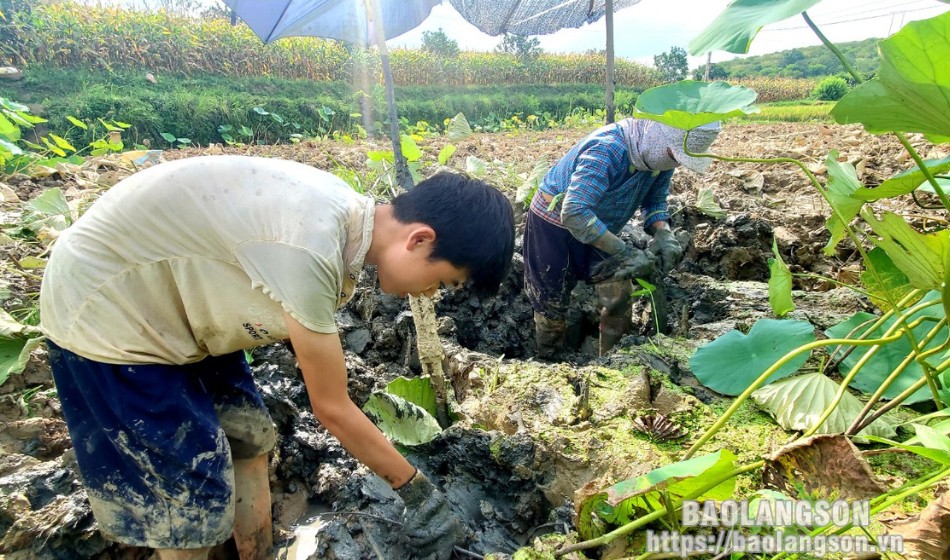 Thời điểm này, người dân trồng sen trên địa bàn xã đang bước vào vụ thu hoạch củ. Theo người dân, trồng sen ít tốn công chăm sóc và đem lại hiệu quả kinh tế cao hơn các cây trồng khác, củ sen lại dễ bán nên người dân rất yên tâm canh tác 