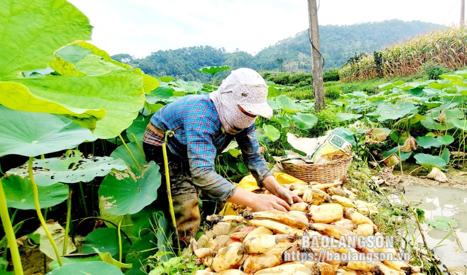 Để củ sen không bị xước dẫn tới thâm củ, xấu mã, giảm giá thành người dân thường sử dụng giỏ tre tự đan để đựng khi vận chuyển 