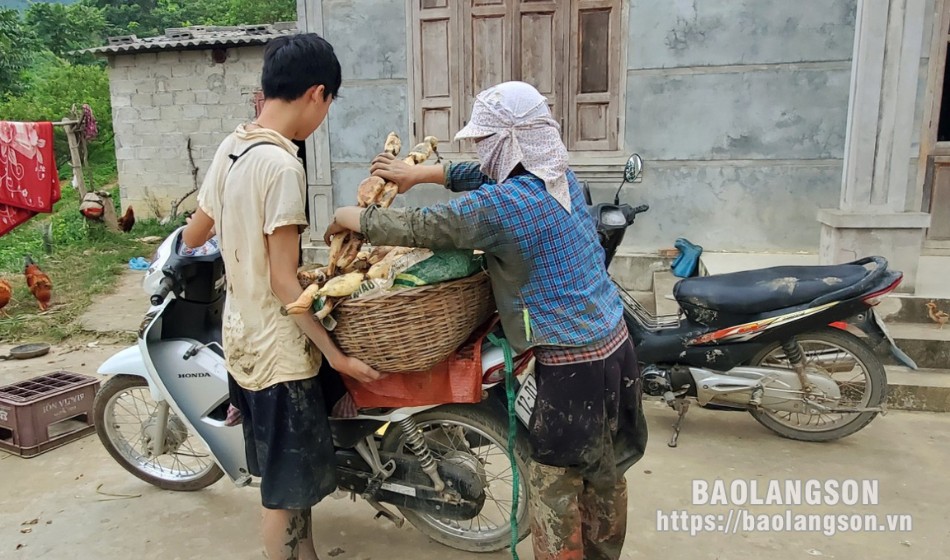 Ngay khi được vận chuyển về đến nhà, người dân sẽ thực hiện phân loại củ to, nhỏ và tiến hành rửa lại củ sen với nước cho thật sạch. Công việc này mất khá nhiều thời gian bởi người dân phải kỳ cọ cẩn thận, tỉ mỉ cho sạch từng đốt củ sen 