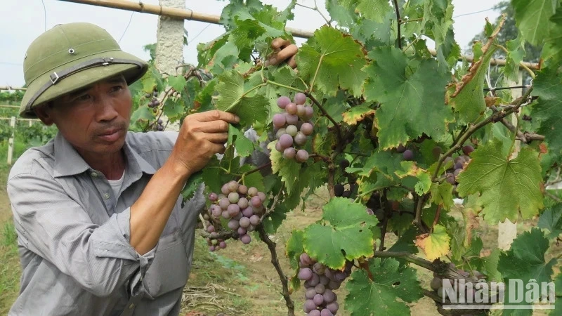 Người dân thôn Nà Chuông, Mai Pha (thành phố Lạng Sơn) ứng dụng khoa học kỹ thuật chăm sóc cây nho Tảo hồng cho năng suất cao. (Ảnh: HÙNG TRÁNG)