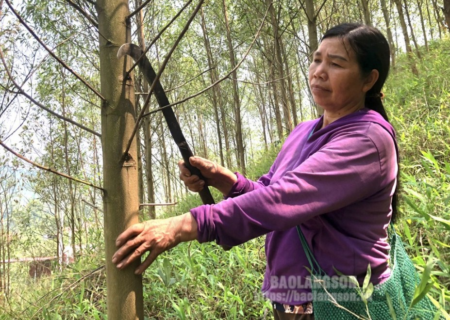 Người dân thôn Tài Nhì, xã Xuân Dương chăm sóc rừng keo