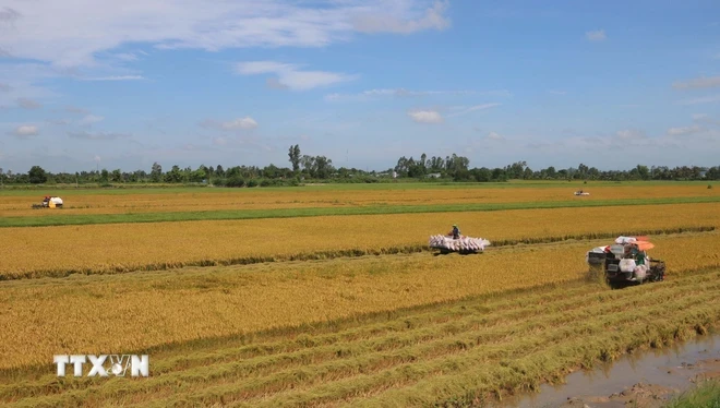 Nông dân An Giang thu hoạch lúa Thè Thu năm 2024. (Ảnh: Công Mạo/TTXVN)