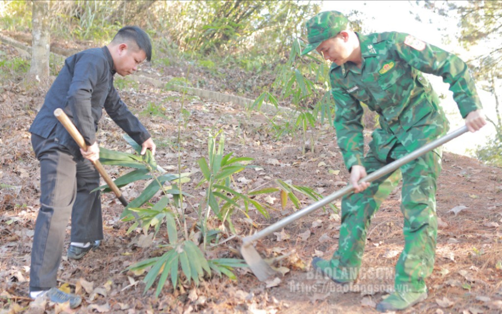 Cán bộ Đồn Biên phòng Ba Sơn và người dân xã Cao Lâu, huyện Cao Lộc chăm sóc tre