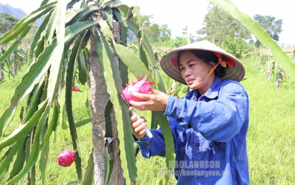 Hội viên phụ nữ xã Vân Nham                    phát triển mô hình thanh long                                 từ nguồn vốn vay ưu đãi