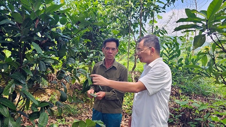 Trưởng phòng nông nghiệp huyện Ba Chẽ (Quảng Ninh) Vi Thanh Vinh trao đổi với gia đình trồng cây trà hoa vàng. (Ảnh THANH MAI)