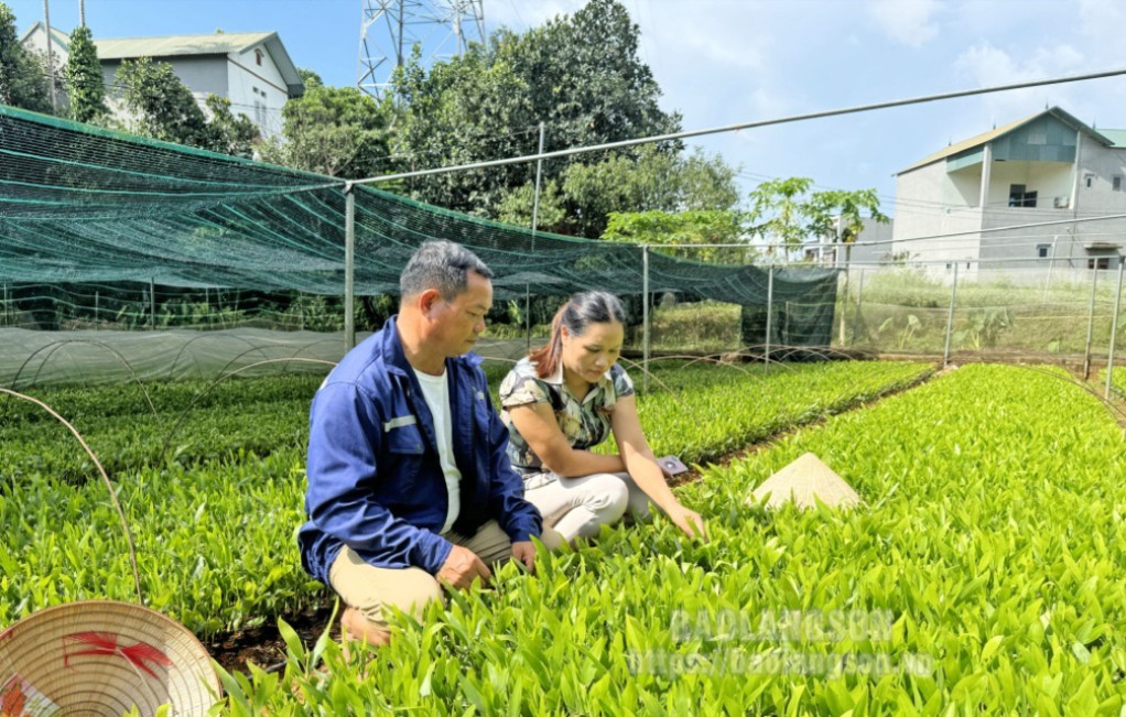 Cán bộ xã Hồ Sơn, huyện Hữu Lũng cùng người dân kiểm tra chất lượng cây giống tại vườn ươm