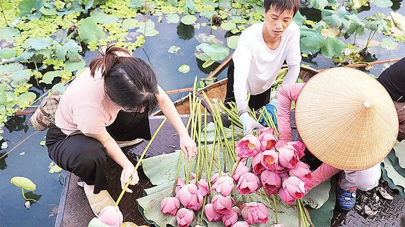 Thu hoạch sen bách diệp bên hồ Tây. (Ảnh Quang Thái)