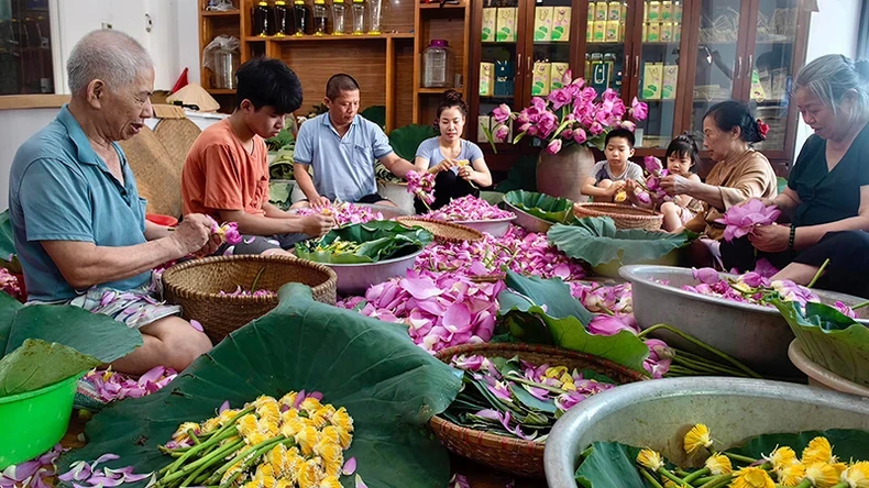 Ướp trà sen bách diệp là một nét văn hóa đặc biệt của vùng đất Tây Hồ. (Ảnh LƯU HIỀN)