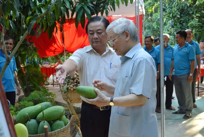 Tổng Bí thư Nguyễn Phú Trọng nghe giới thiệu về xoài tượng da xanh của Tâm Quê Hội quán tại xã Tân Thuận Tây, thành phố Cao Lãnh (Đồng Tháp), ngày 13/4/2018. (Ảnh: TTXVN phát)