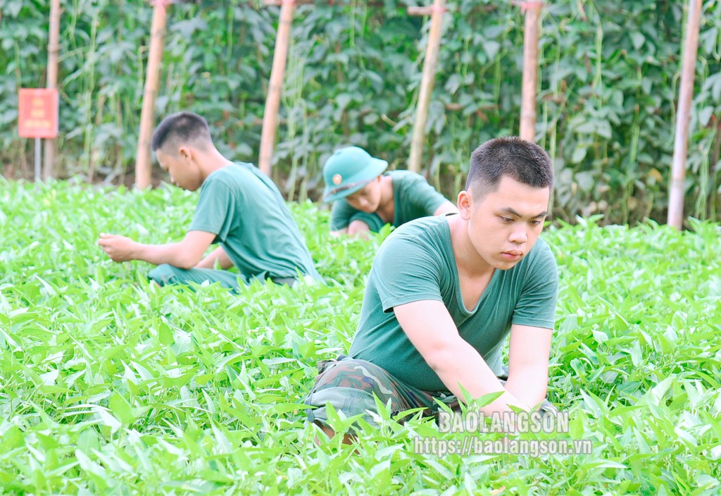 Chiến sĩ Tiểu đoàn 1, Trung đoàn 123 Bộ Chỉ huy Quân sự tỉnh chăm sóc vườn rau 