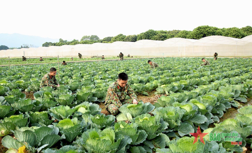  Chiến sĩ Trung đoàn Bộ binh cơ giới 102 chăm sóc rau xanh.