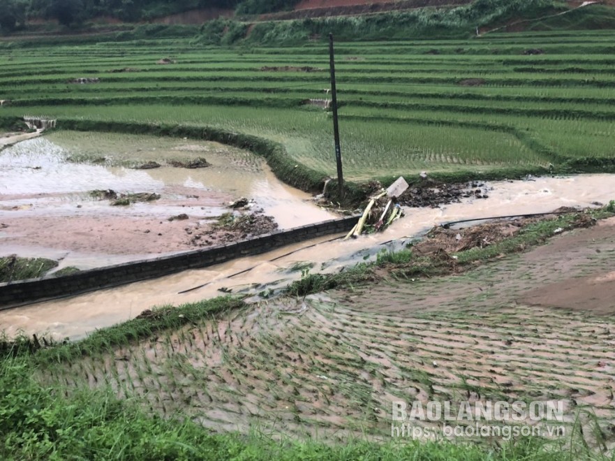 
Lúa trên địa bàn xã Điềm He, huyện Văn Quan bị ngập sau mưa lớn
