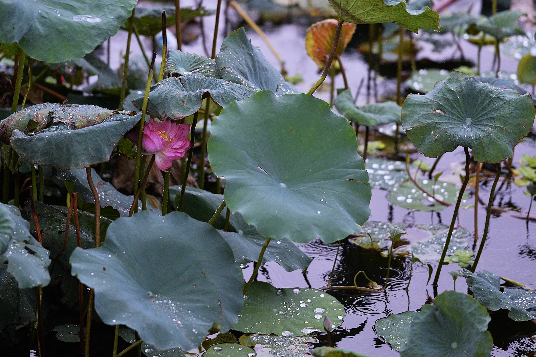 Ảnh tràn viền