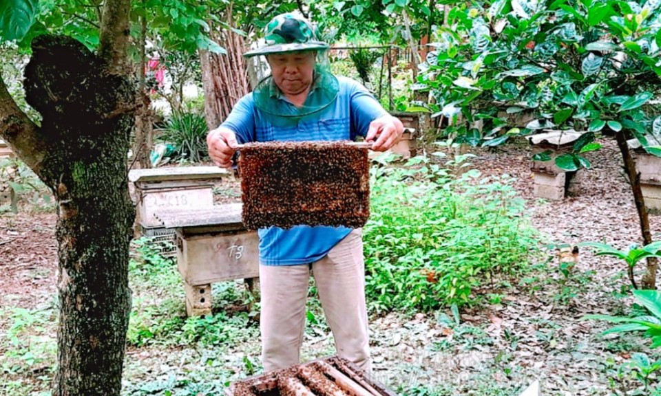 Minh Tiến: Phát triển nuôi ong mật theo hướng VietGAP