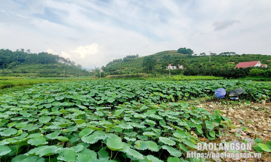 Hoà Cư vào mùa thu hoạch củ sen