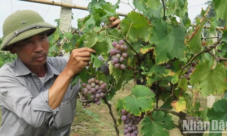 Ban Bí thư về đổi mới công tác đào tạo nghề cho lao động nông thôn đáp ứng yêu cầu công nghiệp hóa, hiện