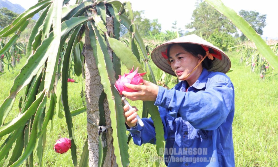 Hội Liên hiệp Phụ nữ xã Vân Nham “Cầu nối” giúp hội viên phát triển kinh tế