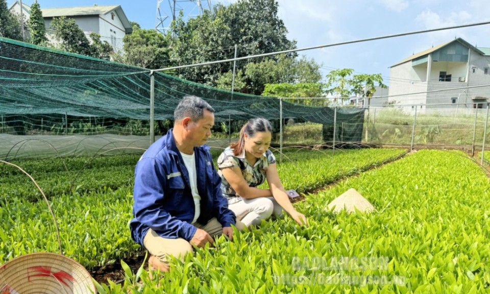 Hữu Lũng: Chuyển biến bước đầu trong quản lý chất lượng giống cây lâm nghiệp