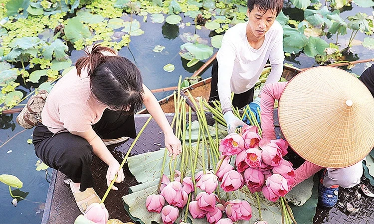 Đây sen Tây Hồ