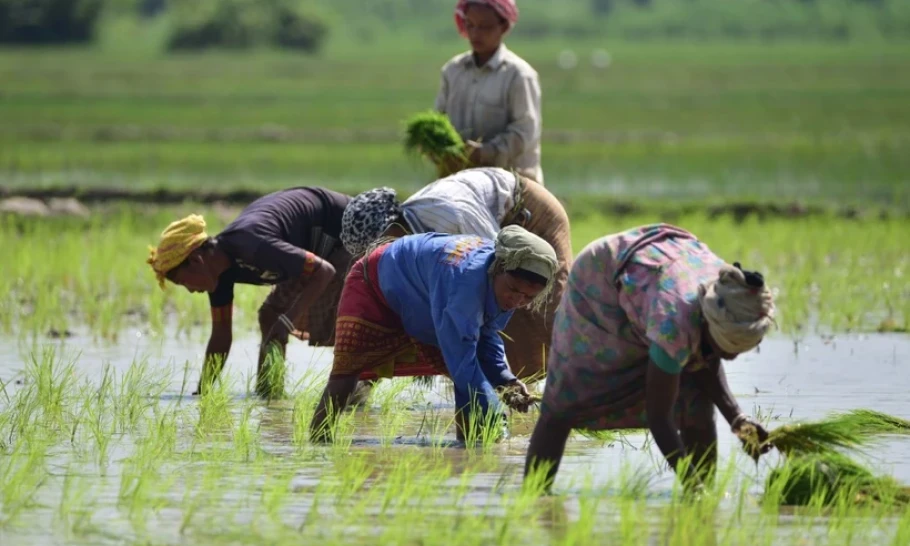 Giá gạo trên thị trường châu Á tiếp tục giảm trong tuần qua