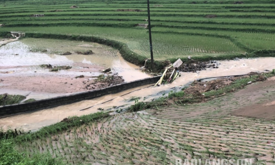 Trên 400 ha lúa, hoa màu bị ngập úng