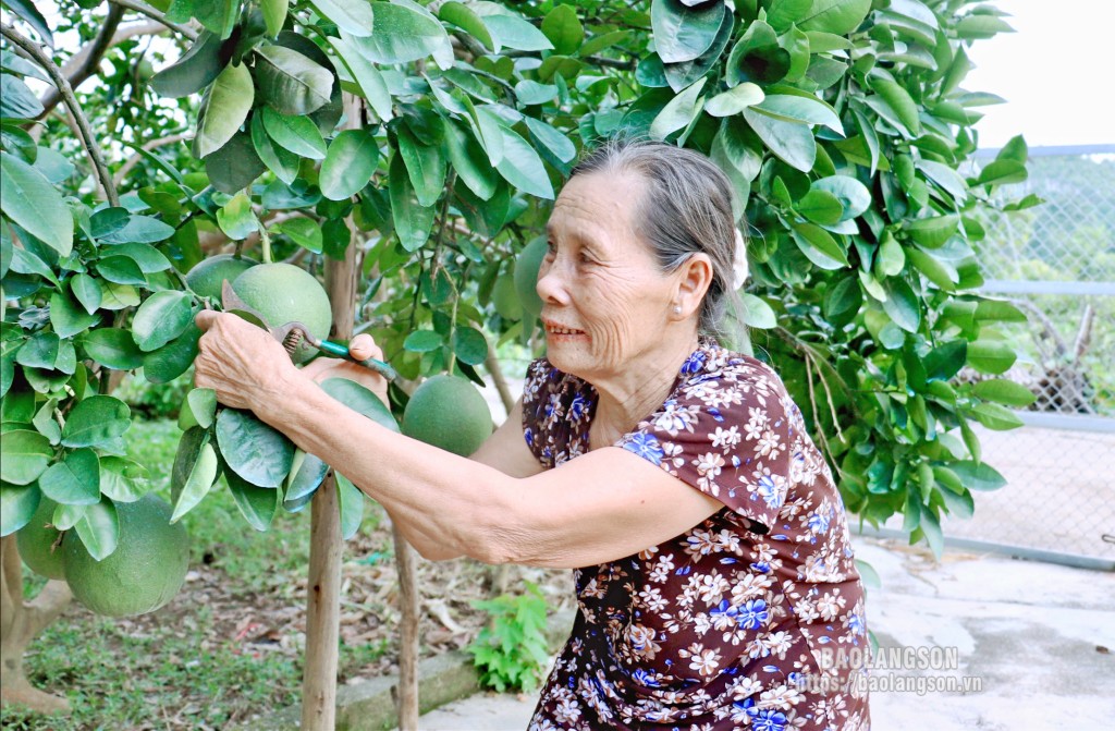  Bà Nguyễn Thị Biên chăm sóc vườn bưởi 