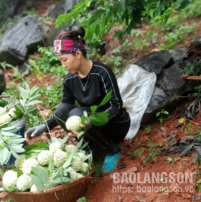 Người dân xã Chi Lăng, huyện Chi Lăng thu hái na