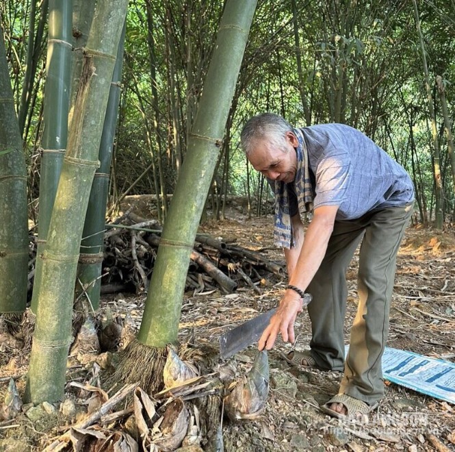 Cựu TNXP Bế Văn Phầy, thôn Đoàn Kết, xã Thanh Sơn thu hoạch măng bát độ 