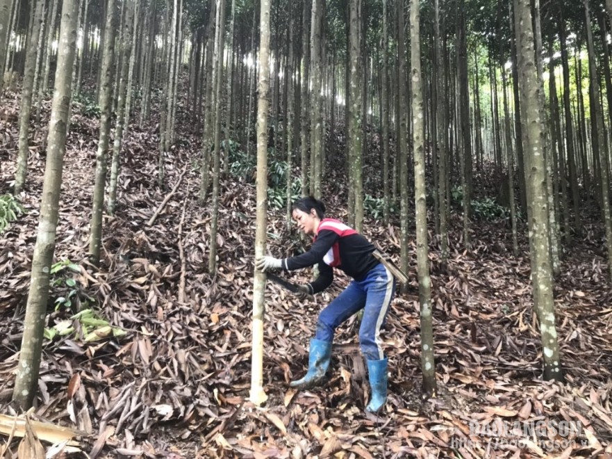 Người dân thôn Áng Mò, xã Tân Tiến phát triển mô hình trồng quế từ nguồn vốn vay ưu đãi