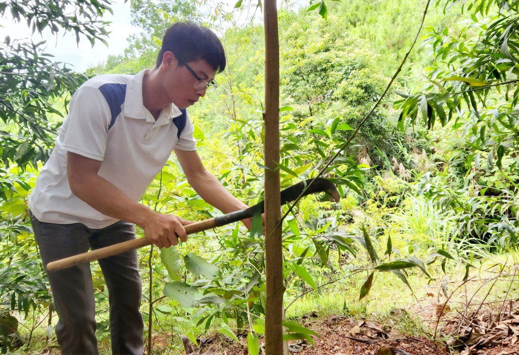 Người dân thôn Pắc Vằn, xã Lâm Ca chăm sóc rừng keo