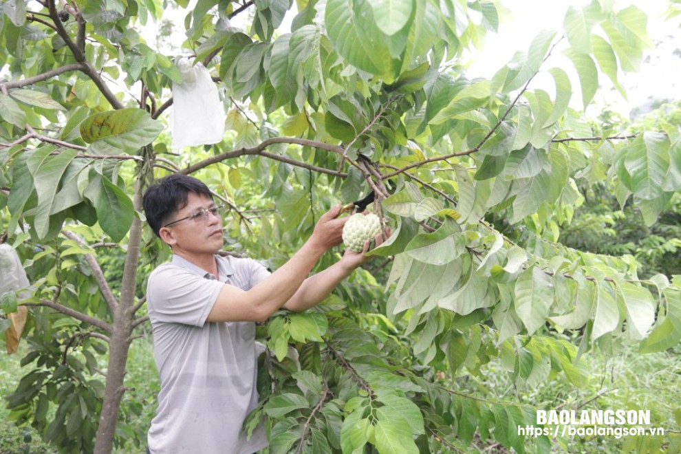 Thu hoạch na tại hợp tác dịch vụ sản xuất nông, lâm nghiệp, cây ăn quả xã Yên Vượng, huyện Hữu Lũng