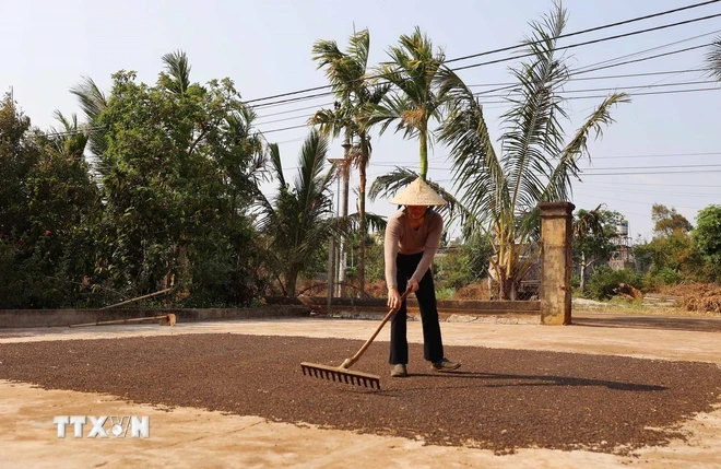 Gia đình chị Nguyễn Thị Thu, xã Ea Kpam, huyện Cư M’Gar, tỉnh Đắk Lắk phơi hồ tiêu khô. (Ảnh: Hoài Thu/TTXVN)