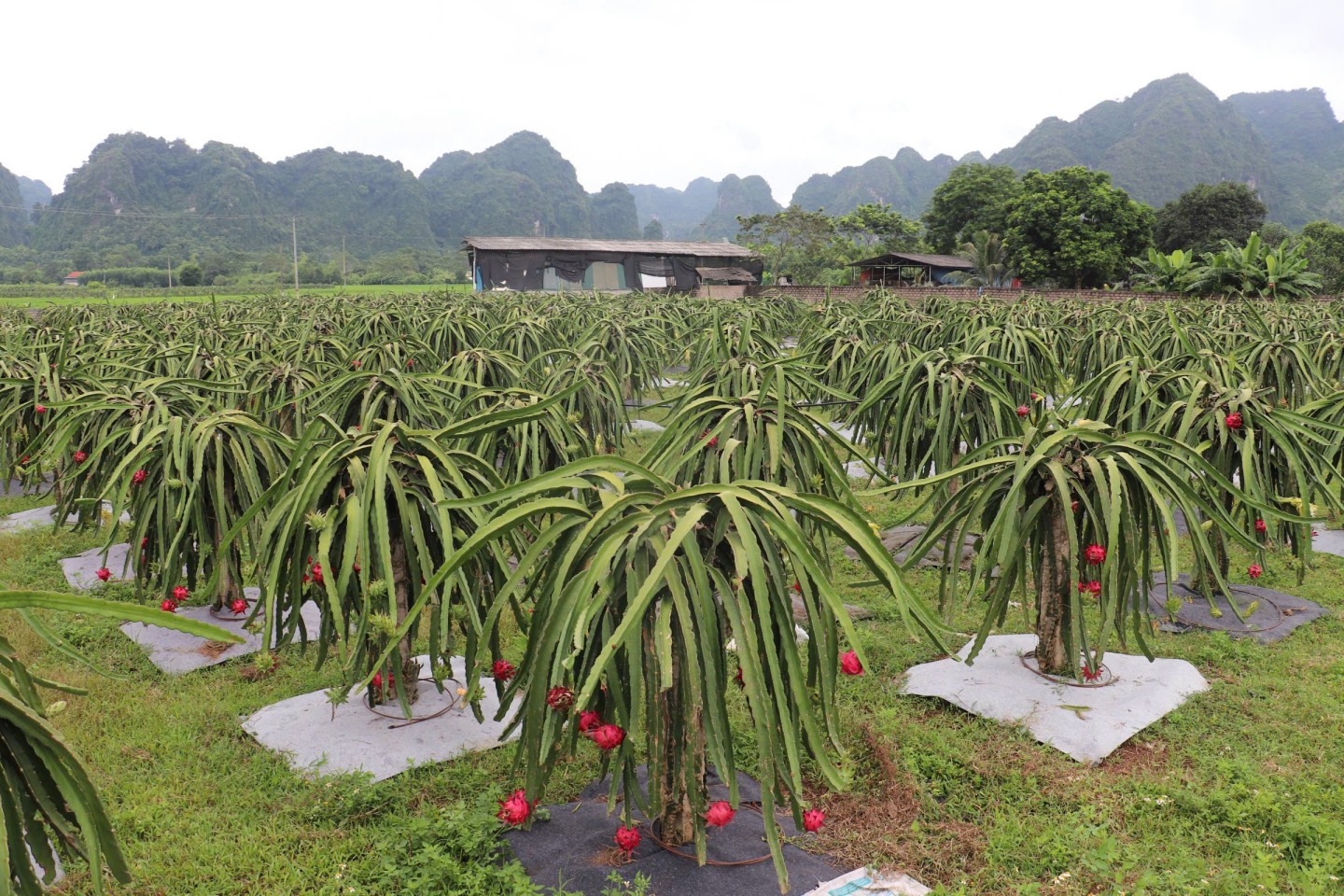 Thanh long được người dân xã Vân Nham đưa vào trồng từ năm 2015, chủ yếu là thanh long ruột đỏ.