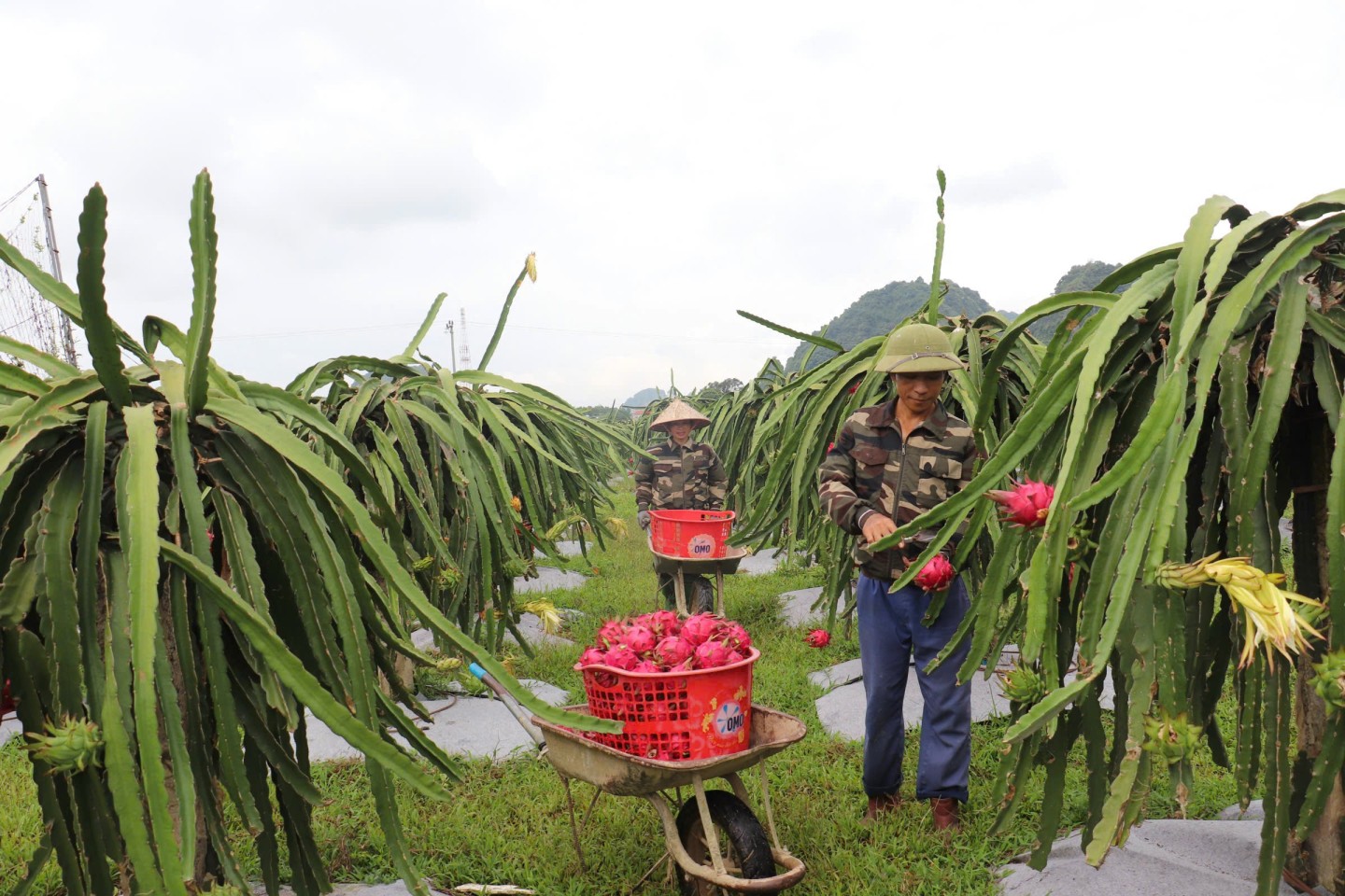 Từ năm 2020 đến nay, phong trào trồng thanh long phát triển mạnh trên địa bàn xã. Hiện nay, toàn xã có 14 ha thanh long, tập trung ở thôn Hét, thôn Thuyền…với khoảng 70 hộ trồng.