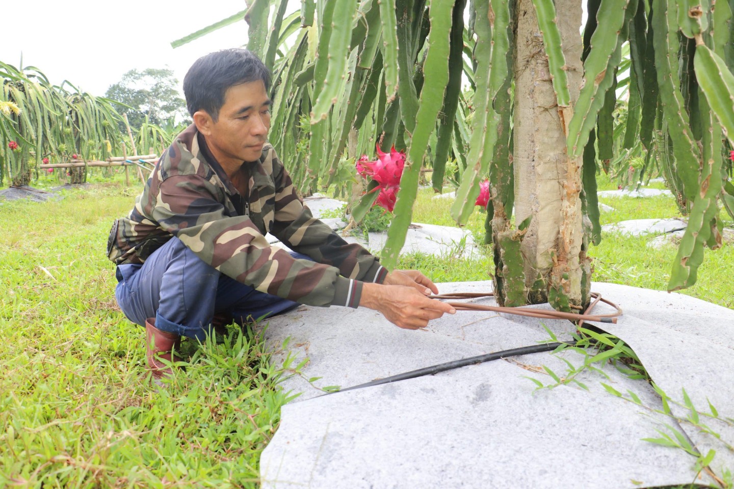 Để có hướng phát triển bền vững, tạo ra sản phẩm an toàn, chất lượng đến tay người tiêu dùng, năm 2020, được sự hỗ trợ của phòng chuyên môn huyện, các hộ dân trồng thanh long trên địa bàn xã đã chăm sóc thanh long theo quy trình VietGAP. Theo đó, các hộ dân chú trọng áp dụng khoa học kỹ thuật vào chăm sóc như: đầu tư hệ thống tưới nhỏ giọt, sử dụng phân bón hữu cơ… 