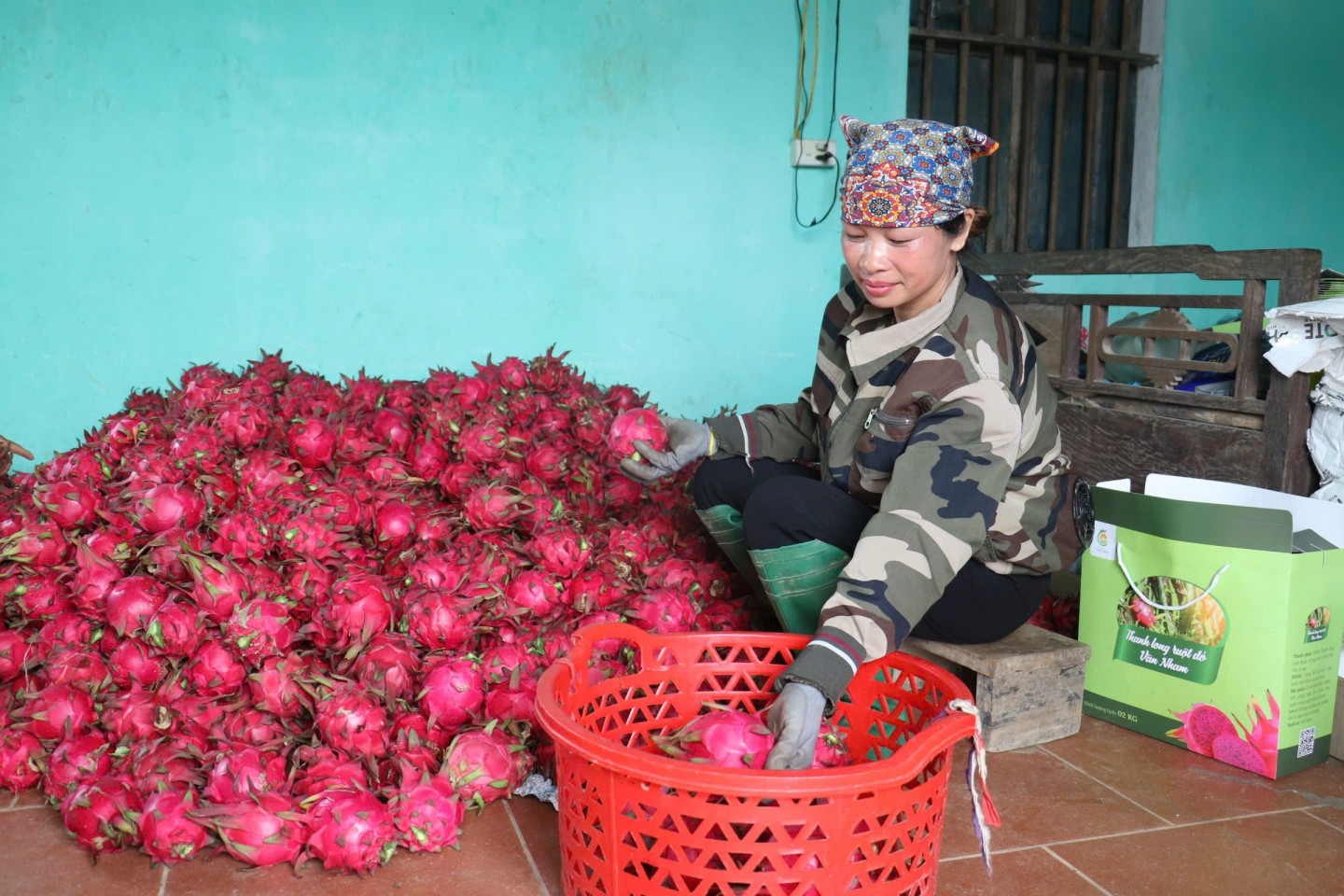 Sau khi thu hoạch, người dân tiến hành phân loại thanh long. Theo đó, thanh long được phân thành 3 loại với giá bán được thương lái thu mua dao động từ 15.000 – 28.000 đồng (tùy từng kích cỡ quả). Năm nay, thanh long được giá cao hơn những năm trước khoảng 3.000 đồng - 5.000 đồng/kg nên người dân rất phấn khởi.