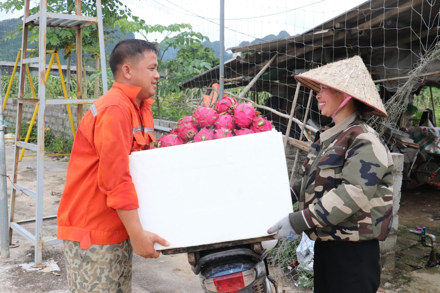 Sau khi phân loại, thanh long được đóng vào các thùng xốp và được thương lái đến thu mua tại vườn.