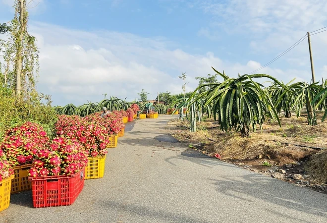 Thu hoạch thanh long tại Hợp tác xã Xuân Trường, huyện Châu Đức, tỉnh Bà Rịa-Vũng Tàu. (Ảnh: Hoàng Nhị/TTXVN)