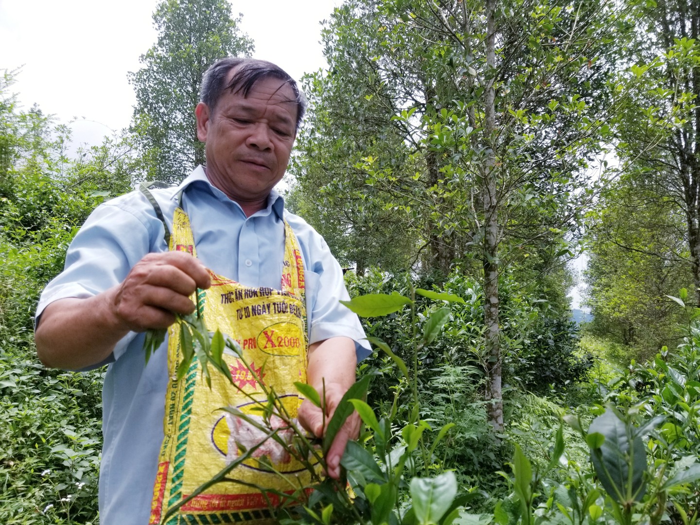 Chè dưới tán hồi thường bắt đầu cho thu hoạch từ tháng 2 đến tháng 10 âm lịch hằng năm. Nếu thời tiết thuận lợi, trung bình mỗi người thu hái được khoảng từ 15 – 20 kg chè tươi/ngày, tương đương gần 4 kg chè khô. 