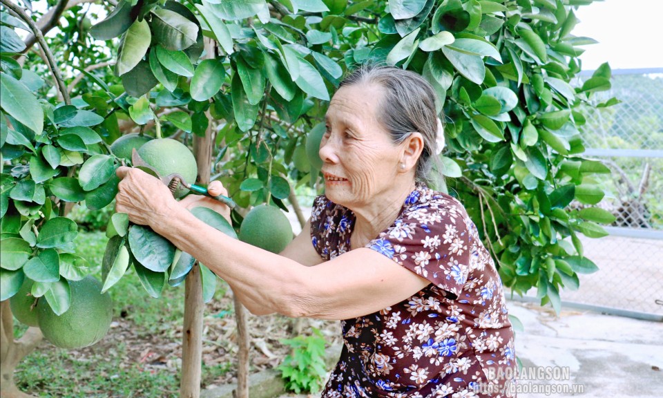 Cựu thanh niên xung phong làm kinh tế giỏi