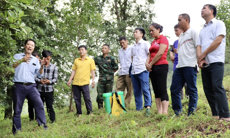 Bình Gia: Nâng cao chất lượng, phát triển vùng nguyên liệu hồi