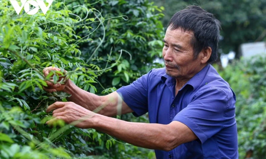 Định hướng xây dựng, phát triển đất nước-lý luận và thực tiễn: Chăm lo đời sống nông dân là nhiệm vụ