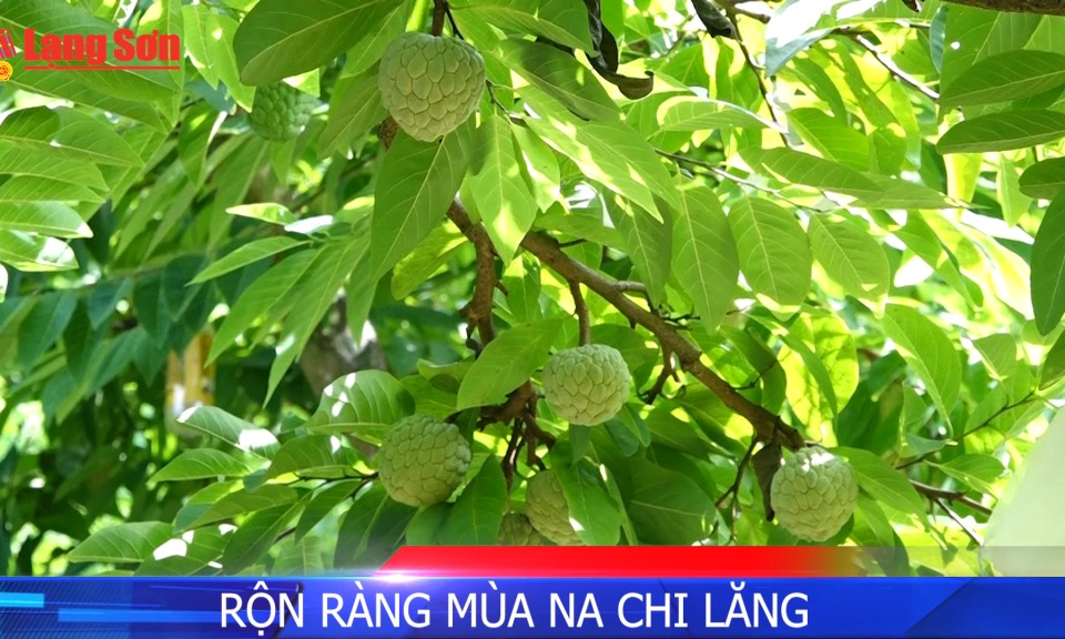 Rộn ràng mùa Na Chi Lăng