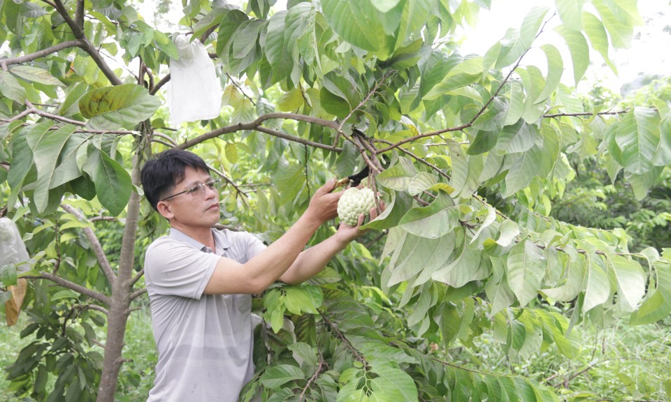 Hỗ trợ phát triển sản xuất: Chú trọng liên kết theo chuỗi giá trị