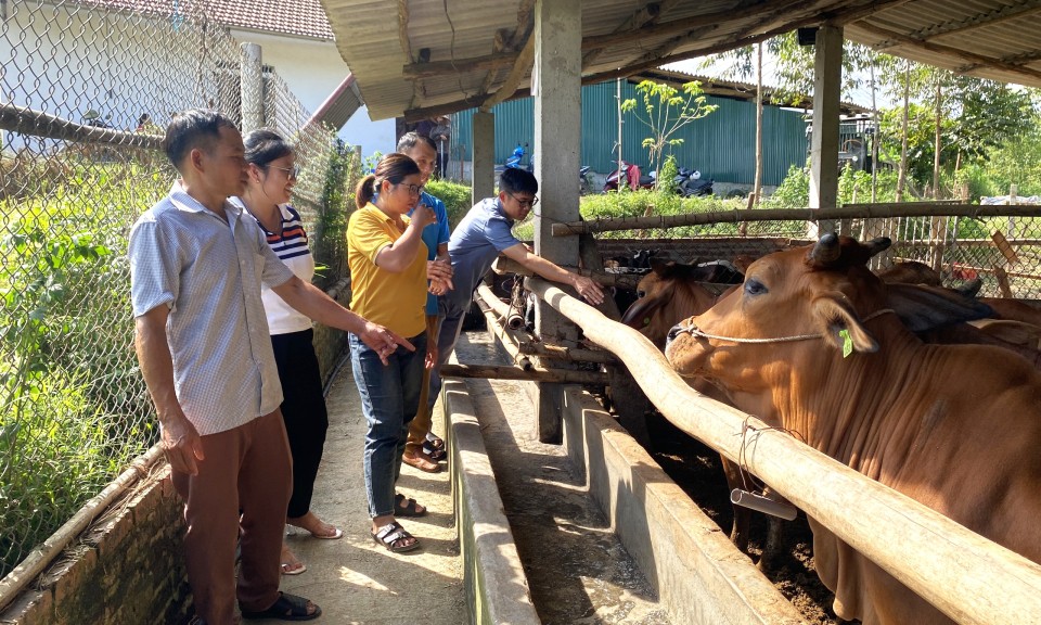 Anh Hiệu làm giàu  từ chăn nuôi