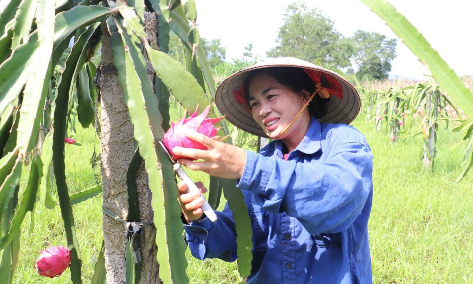 Vân Nham mùa thanh long chín